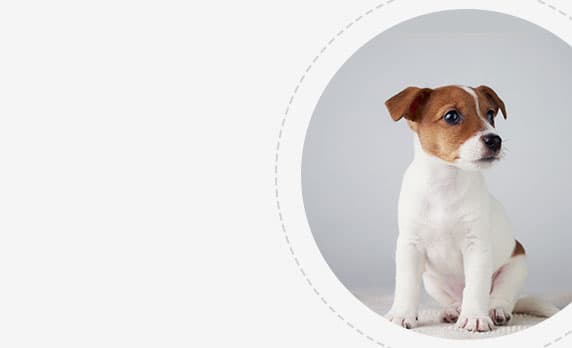 Dogs Foods