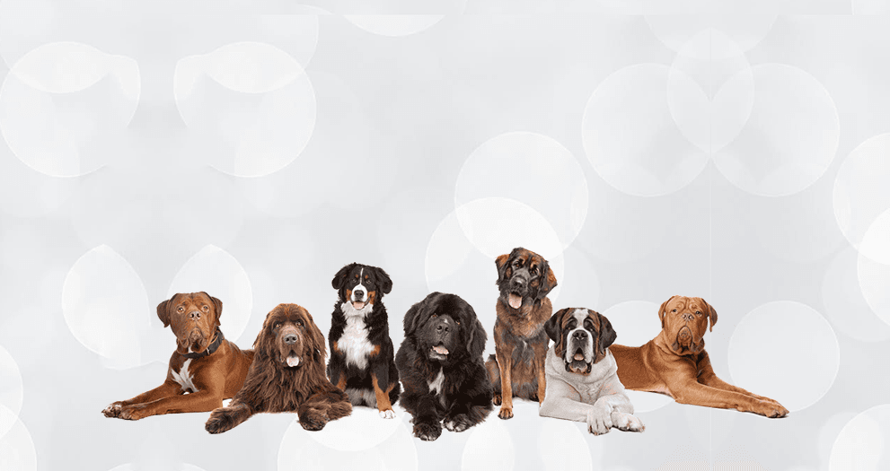 Pet Toys Huge Collection